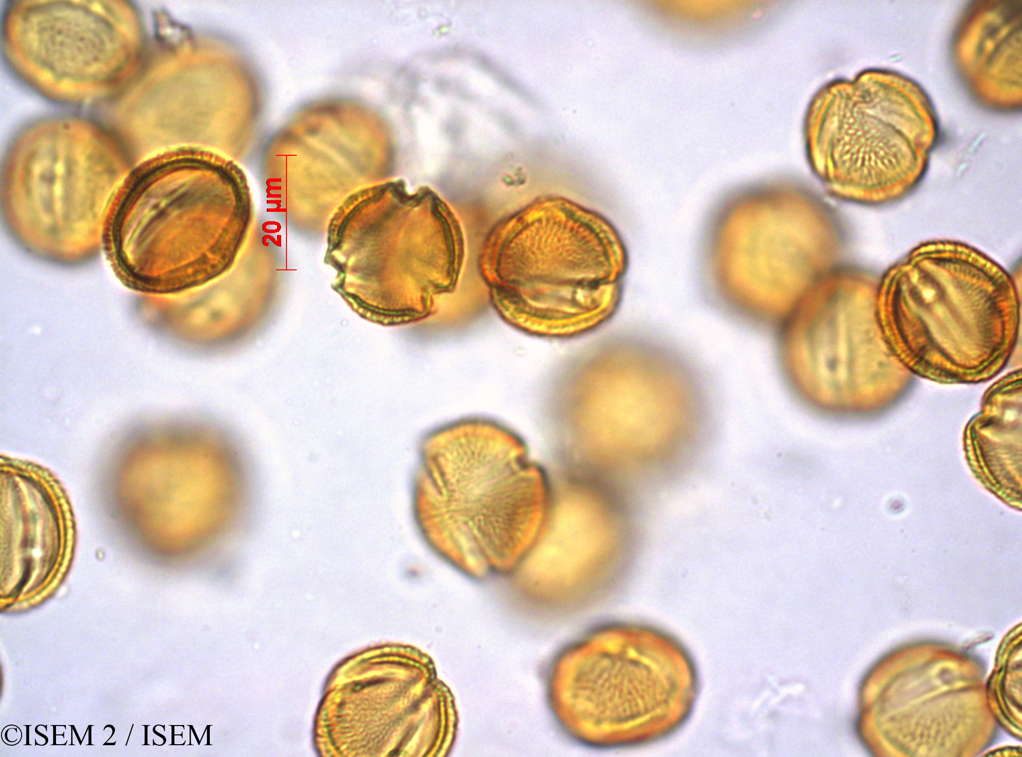 ISEM 2/Chironia_palustris_36498/Chironia_palustris_36498_0001(copy).jpg